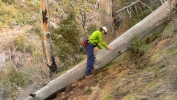 PICTURES/Barnhardt Trail/t_Big Log On Trail1.JPG